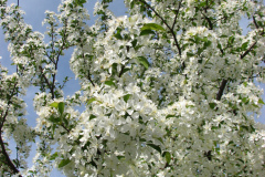 Spring-Blossoms-Misc-2-24