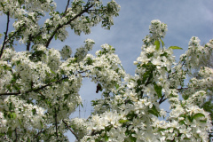 Spring-Blossoms-Misc-2-25