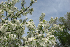 Spring-Blossoms-Misc-2-26