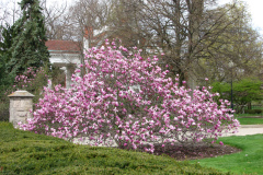 Spring-Blossoms-Misc-2-3