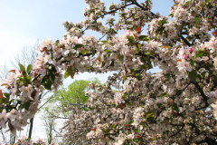 Spring-Blossoms-Misc-2-31
