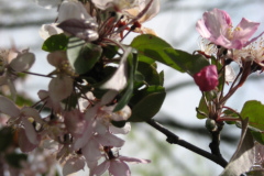 Spring-Blossoms-Misc-2-32