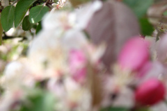 Spring-Blossoms-Misc-2-33