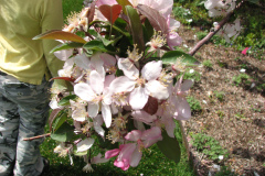 Spring-Blossoms-Misc-2-34