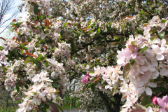 Spring-Blossoms-Misc-2-39