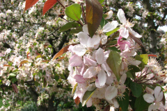 Spring-Blossoms-Misc-2-41