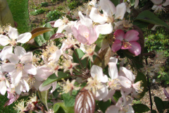 Spring-Blossoms-Misc-2-47