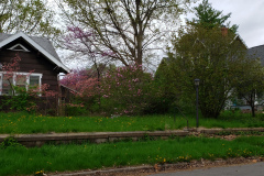 Spring-Blossoms-Misc-2-55
