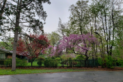 Spring-Blossoms-Misc-2-65