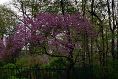 Spring-Blossoms-Misc-2-70