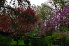 Spring-Blossoms-Misc-2-72