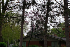 Spring-Blossoms-Misc-2-79