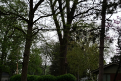Spring-Blossoms-Misc-2-80