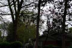 Spring-Blossoms-Misc-2-81
