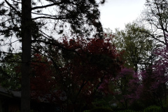 Spring-Blossoms-Misc-2-87