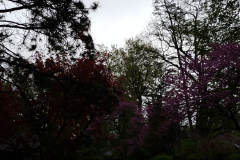Spring-Blossoms-Misc-2-88