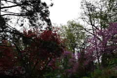 Spring-Blossoms-Misc-2-89