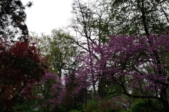 Spring-Blossoms-Misc-2-90
