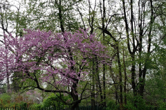 Spring-Blossoms-Misc-2-95