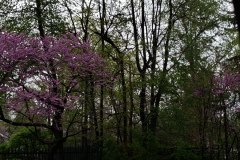 Spring-Blossoms-Misc-2-96