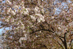 Spring-Blossoms-Muncie-2-20