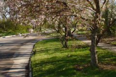 Spring-Blossoms-Muncie-2-21