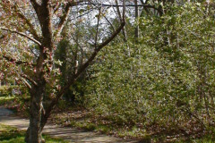 Spring-Blossoms-Muncie-2-23