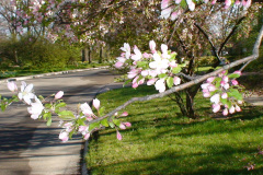 Spring-Blossoms-Muncie-2-29