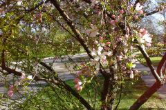 Spring-Blossoms-Muncie-2-38