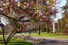 Spring-Blossoms-Muncie-2-45