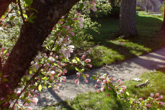 Spring-Blossoms-Muncie-2-52