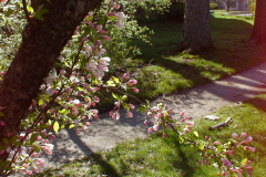 Spring-Blossoms-Muncie-2-53