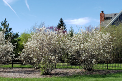 Spring-Blossoms-and-Houses-April-2019-8