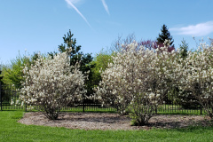 Spring-Blossoms-and-Houses-April-2019-9
