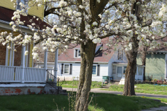 Spring-Blossoms-older-neighborhood-April-2020-2