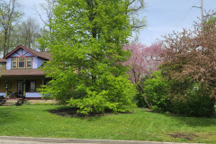 Spring-Trees-Blossoms-McCullough-Blvd-April-2023-20