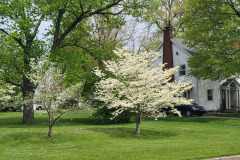 Spring-Trees-Blossoms-McCullough-Blvd-April-2023-21