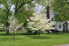 Spring-Trees-Blossoms-McCullough-Blvd-April-2023-22