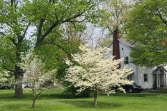 Spring-Trees-Blossoms-McCullough-Blvd-April-2023-23