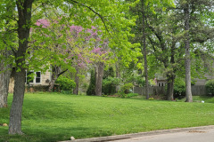 Spring-Trees-Blossoms-McCullough-Blvd-April-2023-34
