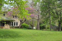 Spring-Trees-Blossoms-McCullough-Blvd-April-2023-37