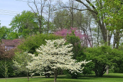 Spring-Trees-Blossoms-McCullough-Blvd-April-2023-4