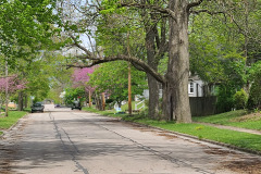 Spring-Trees-Blossoms-McCullough-Blvd-April-2023-45