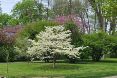 Spring-Trees-Blossoms-McCullough-Blvd-April-2023-5