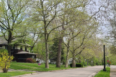 Spring-Trees-Blossoms-McCullough-Blvd-April-2023-54