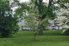 Spring-Trees-Blossoms-McCullough-Blvd-April-2023-56