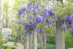 Wisteria-Minnetrista-3