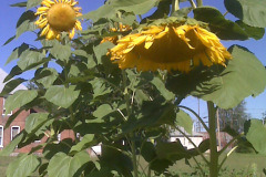 Sunflowers-8-26-08-12