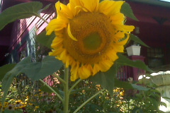Sunflowers-8-26-08-13