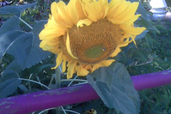 Sunflowers-8-26-08-14